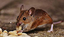 24 Hour & Emergency Exterminators in Emu U Of Or, OR